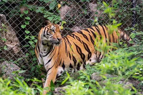 Tigre Est Recherche Proies Animaux Sauvages Dangereux Dans Habitat Naturel — Photo