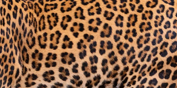 Leopar kürk arka kapatmak.