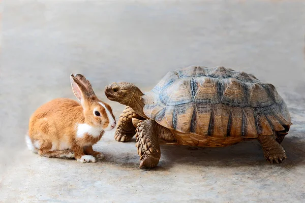 Tavşan ve kaplumbağa rekabet görüşüyorlar.