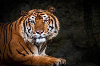 Kaplan benim kamera ilgi ile baktı..