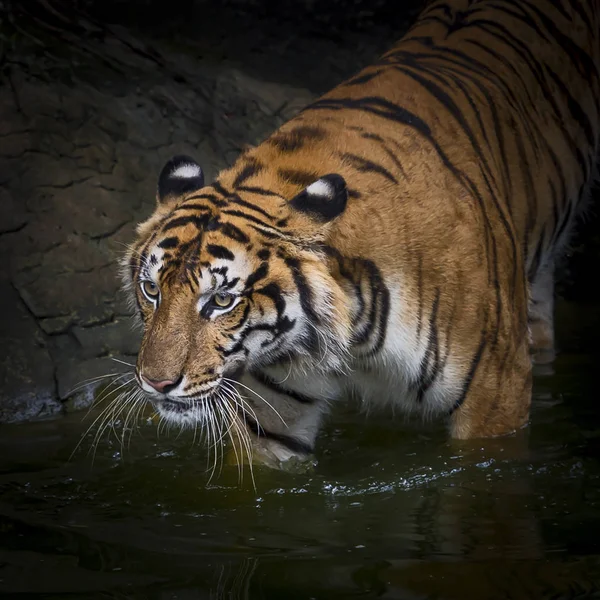 Tigre Desceu Lago — Fotografia de Stock