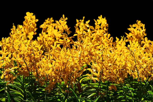 Orquídeas Amarelas Isoladas Fundo Preto Jardins Botânicos Tailândia — Fotografia de Stock