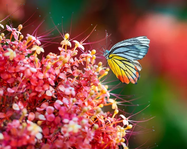 Mariposa Chupando Néctar Flores — Foto de Stock