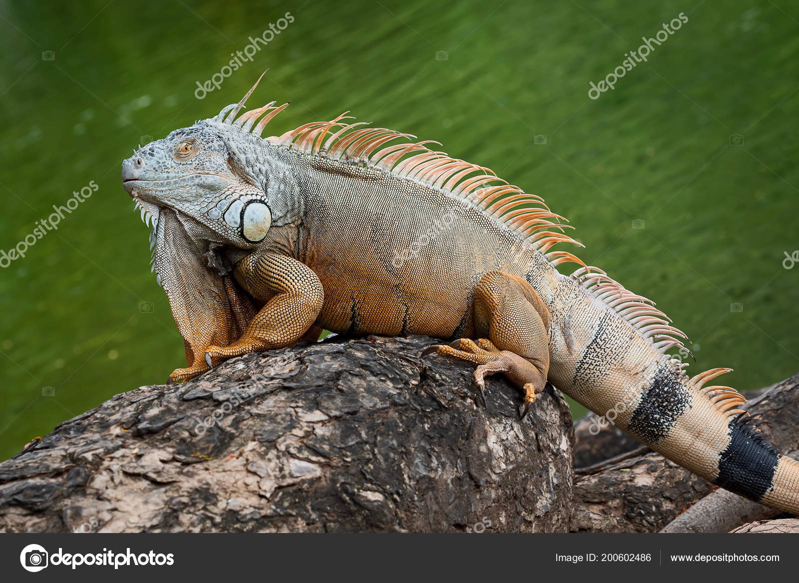 picture Iguana Images Big https depositphotos com 200602486 stock photo big green iguana twisted tree html