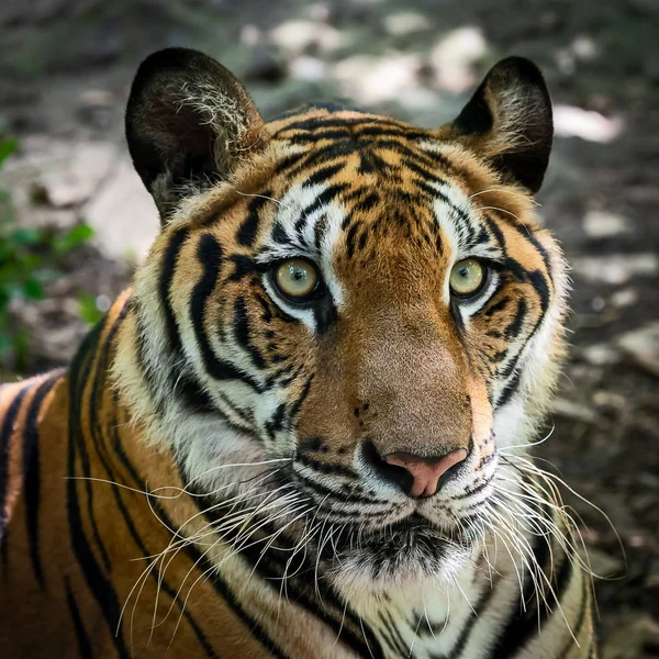 Tigre Est Recherche Proies Animaux Sauvages Dangereux Dans Habitat Naturel — Photo