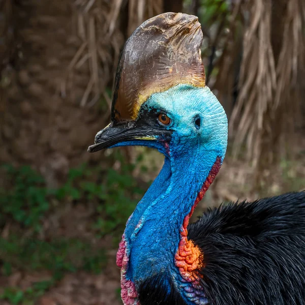 Casuario Del Sur Casuarius Casuarius También Conocido Como Casuario Doble — Foto de Stock