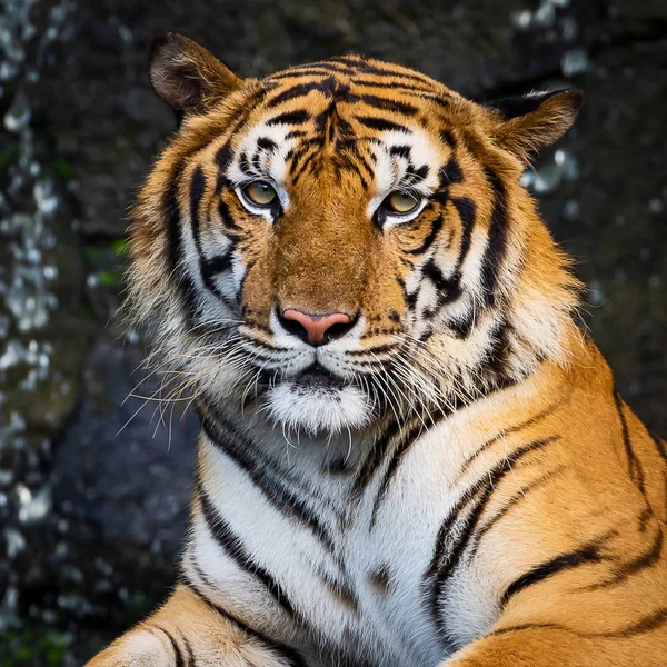 Tigre Regarda Mon Appareil Avec Intérêt Animal Sauvage Dangereux Dans — Photo