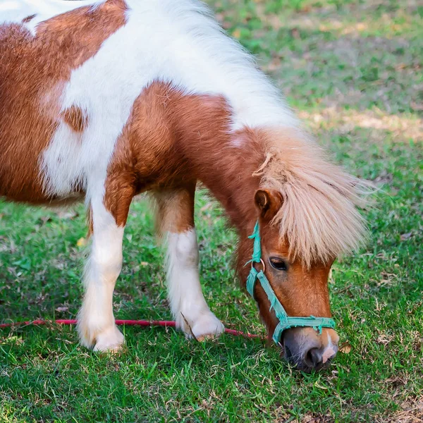 Miniatuur Paard Een Groen Grasveld — Stockfoto