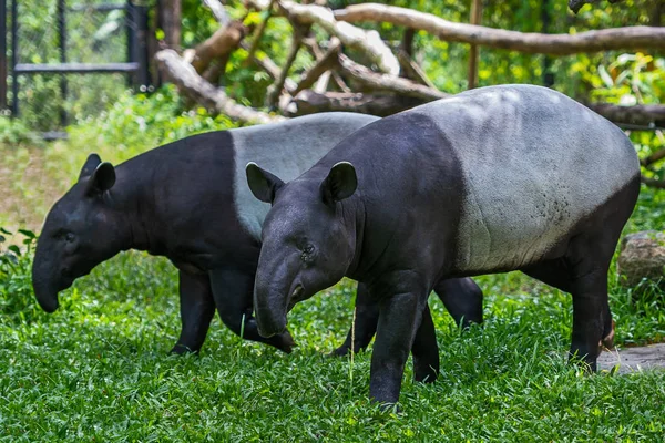 Duas Anta Malaia Tapirus Indicus Tailândia — Fotografia de Stock