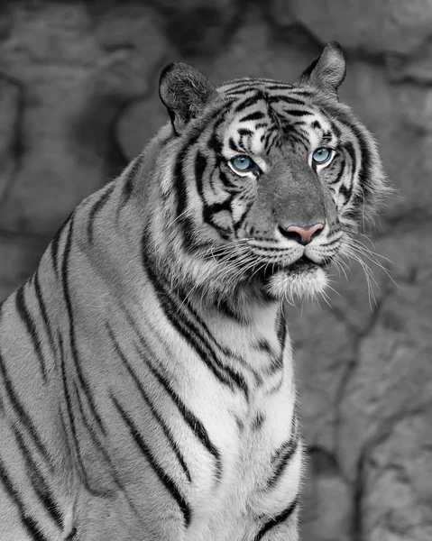 Tigre Branco Está Procura Presas Animais Selvagens Perigosos Habitat Natural — Fotografia de Stock