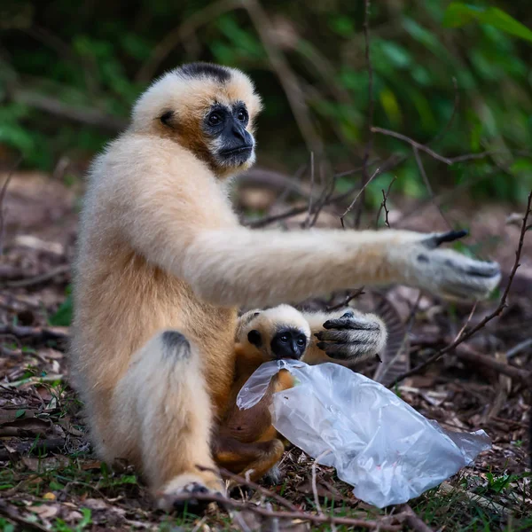 White Gibbon Carrying Plastic Bag Disposing Plastic Bags Potentially Dangerous — Stock Photo, Image