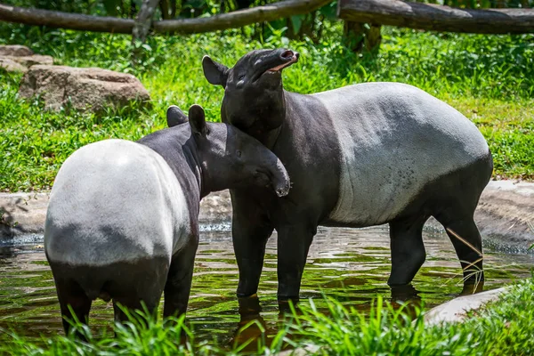 Two Malayan Tapir Tapirus Indicus Thailand — Stock Photo, Image