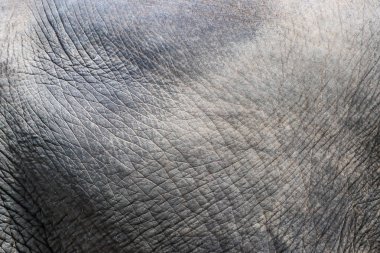 Fil derisi dokusu soyut arkaplan.