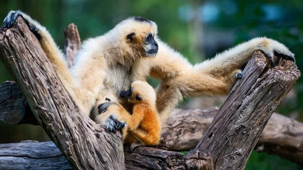 Gibbon Joues Blanches Gibbon Lar Avec Famille Ayant Bébé Est — Photo