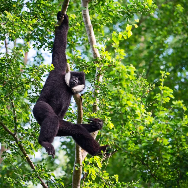 Preto Gibbon Machos Ramo — Fotografia de Stock