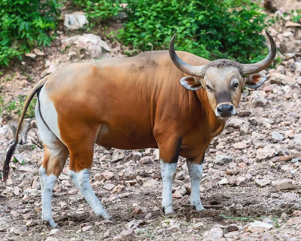 Kahverengi boğa doğal ortamlarında.