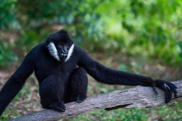 Gibbon Noir Mâles Sur Bois — Photo