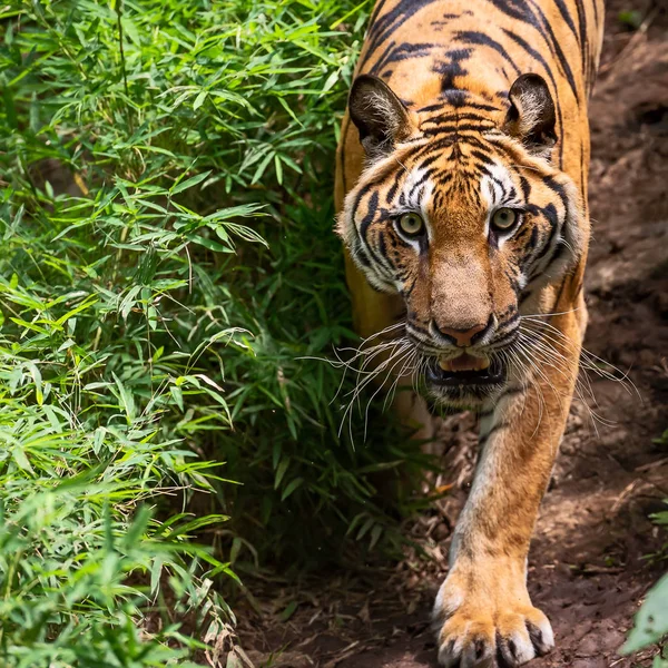 Ese Tigre Mira Directamente Tan Aterrador Animal Peligroso Salvaje Hábitat — Foto de Stock
