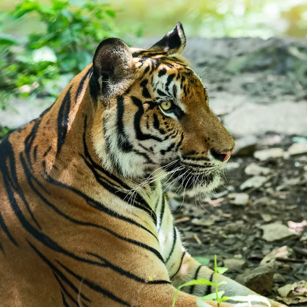 Tiger Gefährliches Wildtier Natürlichen Lebensraum Thailand — Stockfoto