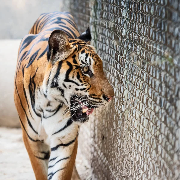 Tigre Marchant Filet Animal Sauvage Dangereux Dans Habitat Naturel Thaïlande — Photo