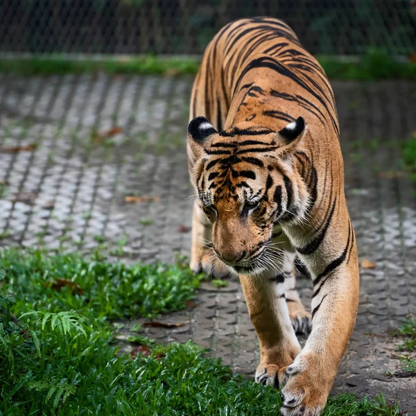 Tiger, wild dangerous animal in the natural habitat, in Thailand.