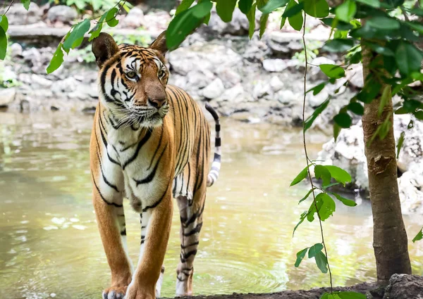 Тигр Ищет Хищное Дикое Опасное Животное Естественной Среде Обитания Таиланде — стоковое фото