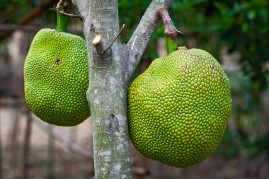 Birçok Jack meyve ağacı, jack meyve ağacı üzerinde grup üzerinde.