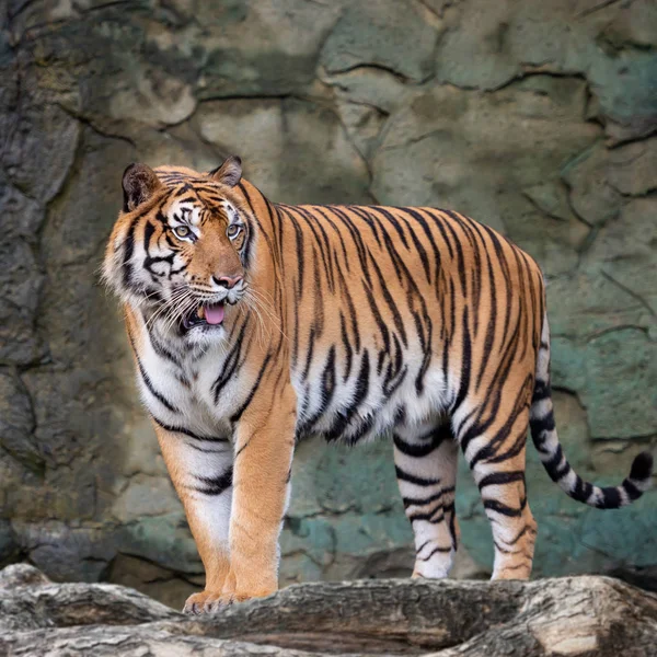 Tigre Indochinois Panthera Tigris Corbetti Dans Habitat Naturel Animal Sauvage — Photo