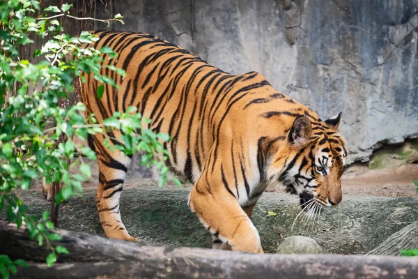 Indočínského Tygr Panthera Tigris Corbetti Přirozeném Prostředí Nebezpečné Šelmy Přirozeném — Stock fotografie