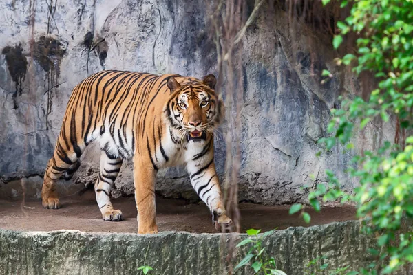 Tigre Indochinois Panthera Tigris Corbetti Dans Habitat Naturel Animal Sauvage — Photo