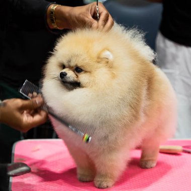Fırça bakım ile duş sonra Pomeranian köpek sağlıklı kavramı.