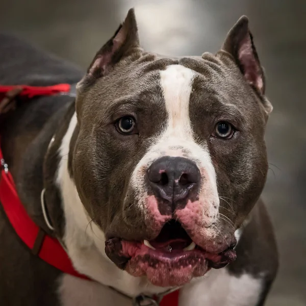 Young blue American Bully dog with alert facial expression.