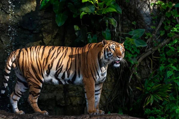 Portrait Tigre Adulte Debout Extérieur Panthera Tigris Corbetti Dans Habitat — Photo