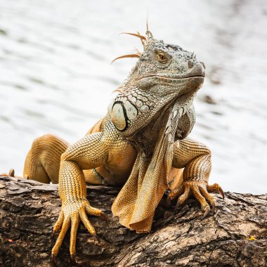 Yeşil iguana bükülmüş ağaç dalı üzerinde kapatın.