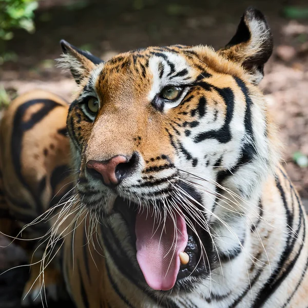 インドシナ虎のヘッド パンテーラ チグリス Corbetti 自然の生息地は タイの自然の生息地で野生の危険な動物 — ストック写真