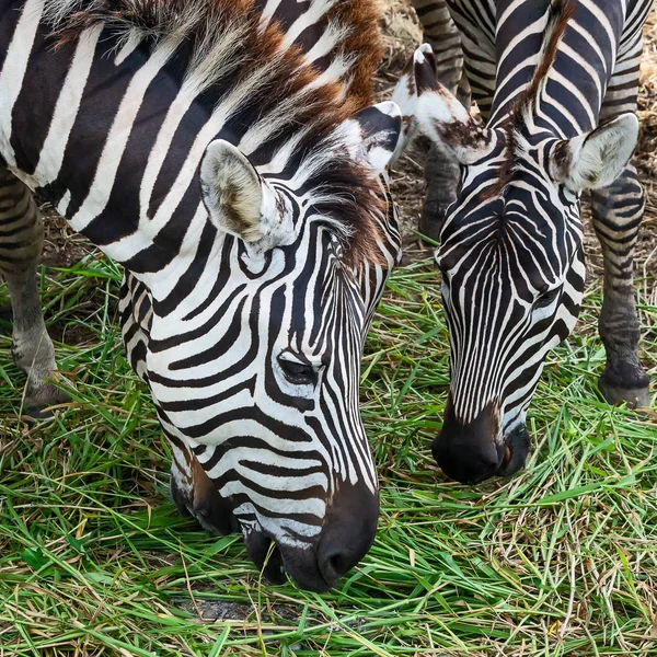 Headshot Zebra Eating Grass — Stock Photo, Image