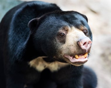Sun Bear (Helarctos malayanus) Güneş Ayısı (Helarctos malayanus))