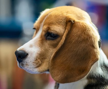 Portre sevimli yüzü Beagle köpek. görüntü arka plan üzerinde izole.