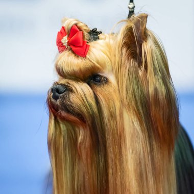 Yorkshire terrier köpek kırmızı yay ile.