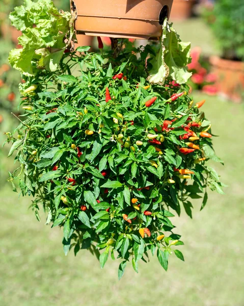 Chilli garden hanging in my back garden. How to plant peppers modern.
