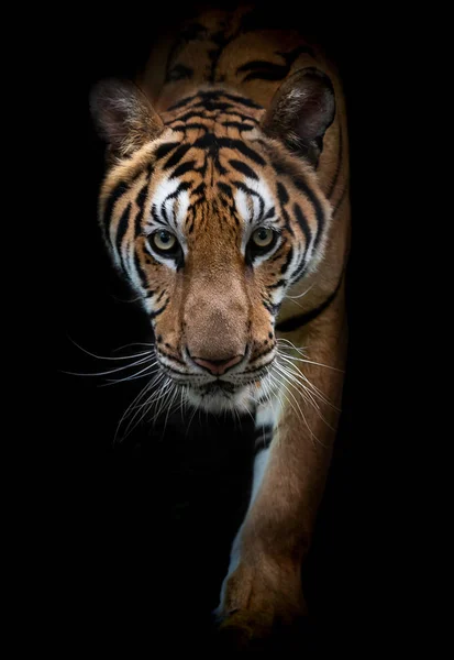 Headshot Indokinesisk Tiger Panthera Tigris Corbetti Svart Med Copyspace — Stockfoto