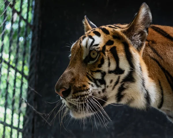 Indochinese Tiger Freedom Panthera Tigris Corbetti Natural Habitat Wild Dangerous — Stock Photo, Image