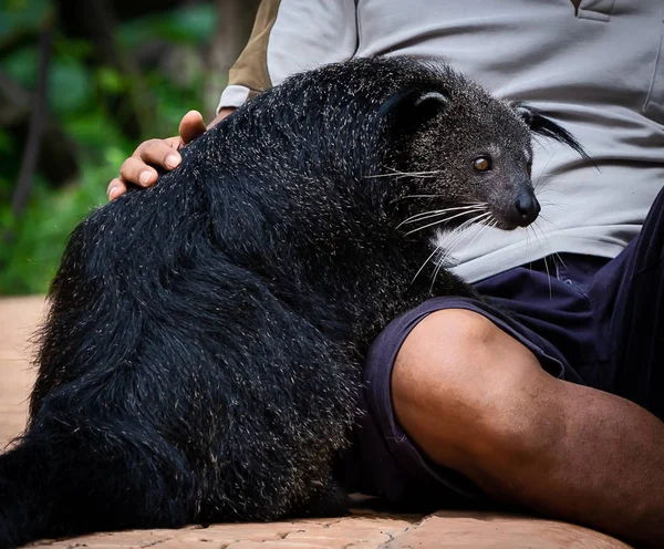 Beermarter Bearcat Arctictis Beermarter Beermarter Wijdverspreid Zuid Zuidoost Azië Voordoet — Stockfoto