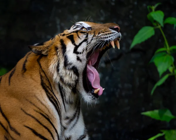 인도차이나 호랑이 품입니다 졸음을 티그리스 Corbetti 태국에서 지에서 위험한 동물에서 — 스톡 사진