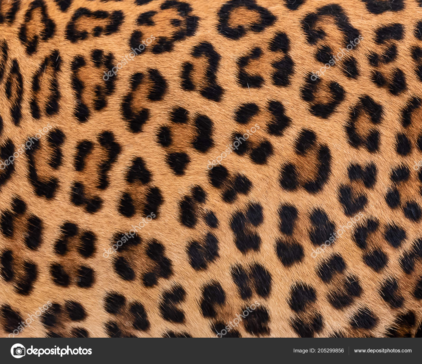 Close Leopard Til Baggrund Ægte Pels — Stock-foto © Appstock #205299856