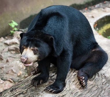 Bir güneş ayı (Helarctos malayanus) Sun Bear (Helarctos malayanus önden görünümü)