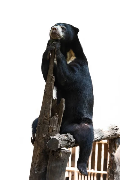 Портрет Солнце Медведь Изолирован Белом Фоне Helarctos Malayanus Sun Bear — стоковое фото