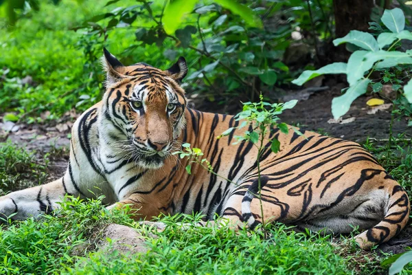 During the day, Indochinese tiger is relaxing in the wood. (Panthera tigris corbetti) in the natural habitat, wild dangerous animal in the natural habitat, in Thailand