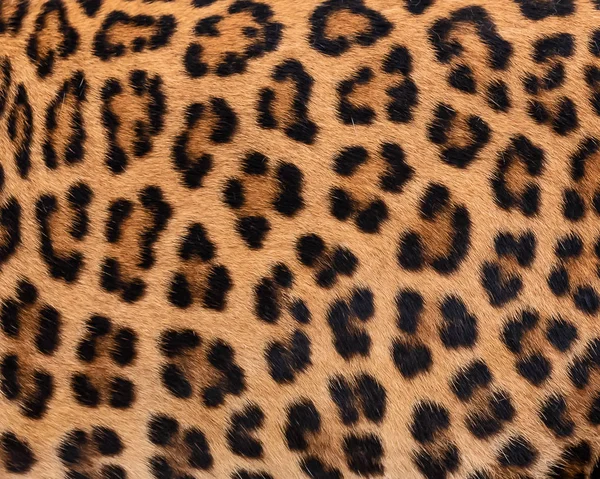 Primer Plano Piel Leopardo Para Fondo Piel Real — Foto de Stock