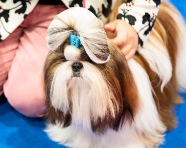 Yorkshire terrier köpek mavi fiyonklu.